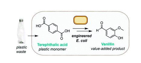 A new method has been developed in the UK to turn PET into vanillin using E. coli bacteria